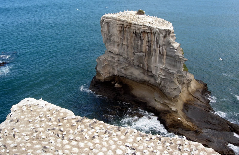 Gannet Colony